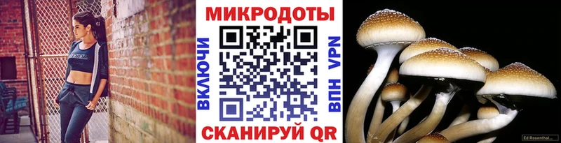 Псилоцибиновые грибы Psilocybine cubensis  сколько стоит  Опочка 